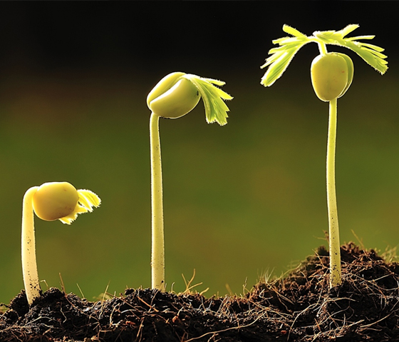 grow